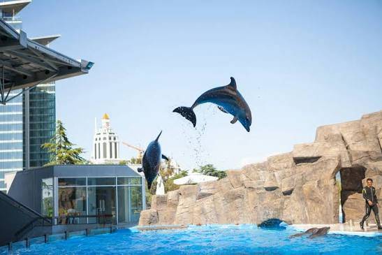 Dolphinarium — Batumi