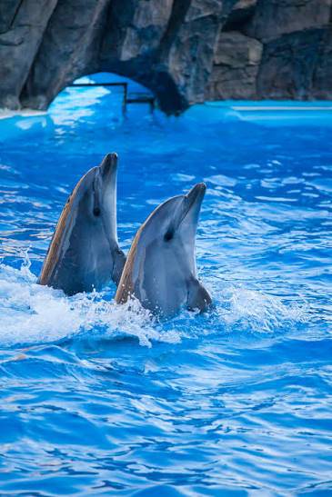 Dolphinarium — Batumi